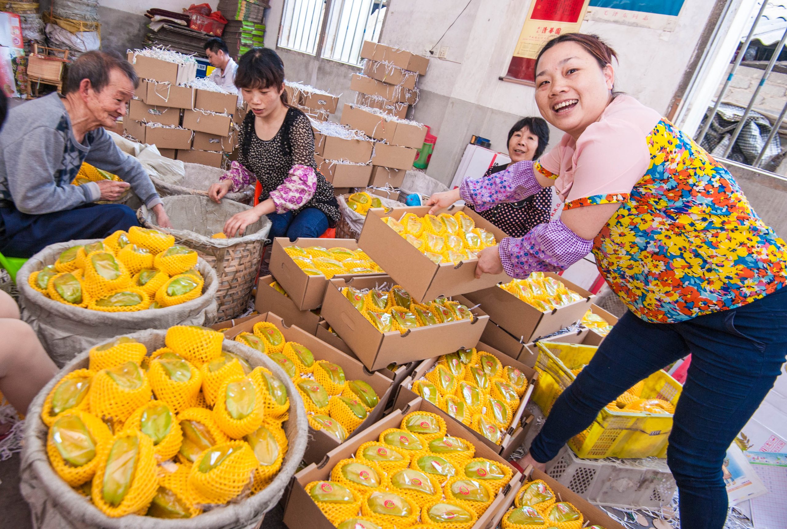 Yunxiao Xiahe Yang Taoxi Harvest Fruit Farmers Happy Happy Yang Wanyi Photo