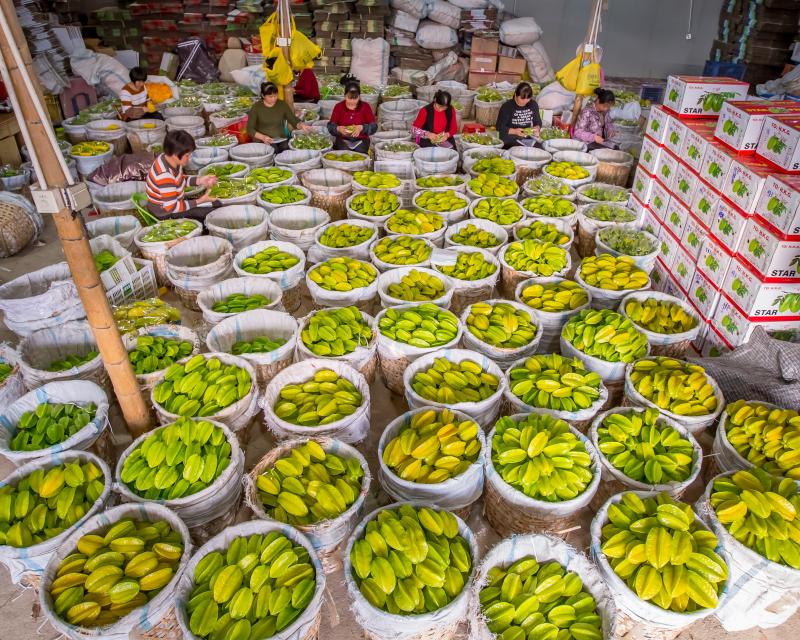 Xiahe carambola enjoys a bumper harvest. Photo by Dai Yuansheng