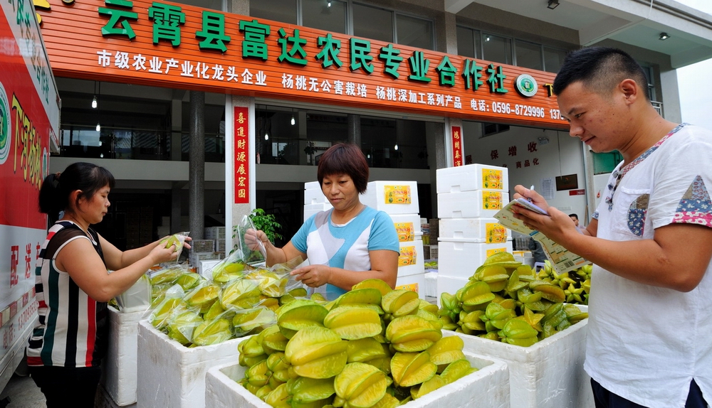 Farmers' cooperative members are preparing to send carambola online orders to all parts of the country. Photo by Yang Wanyi