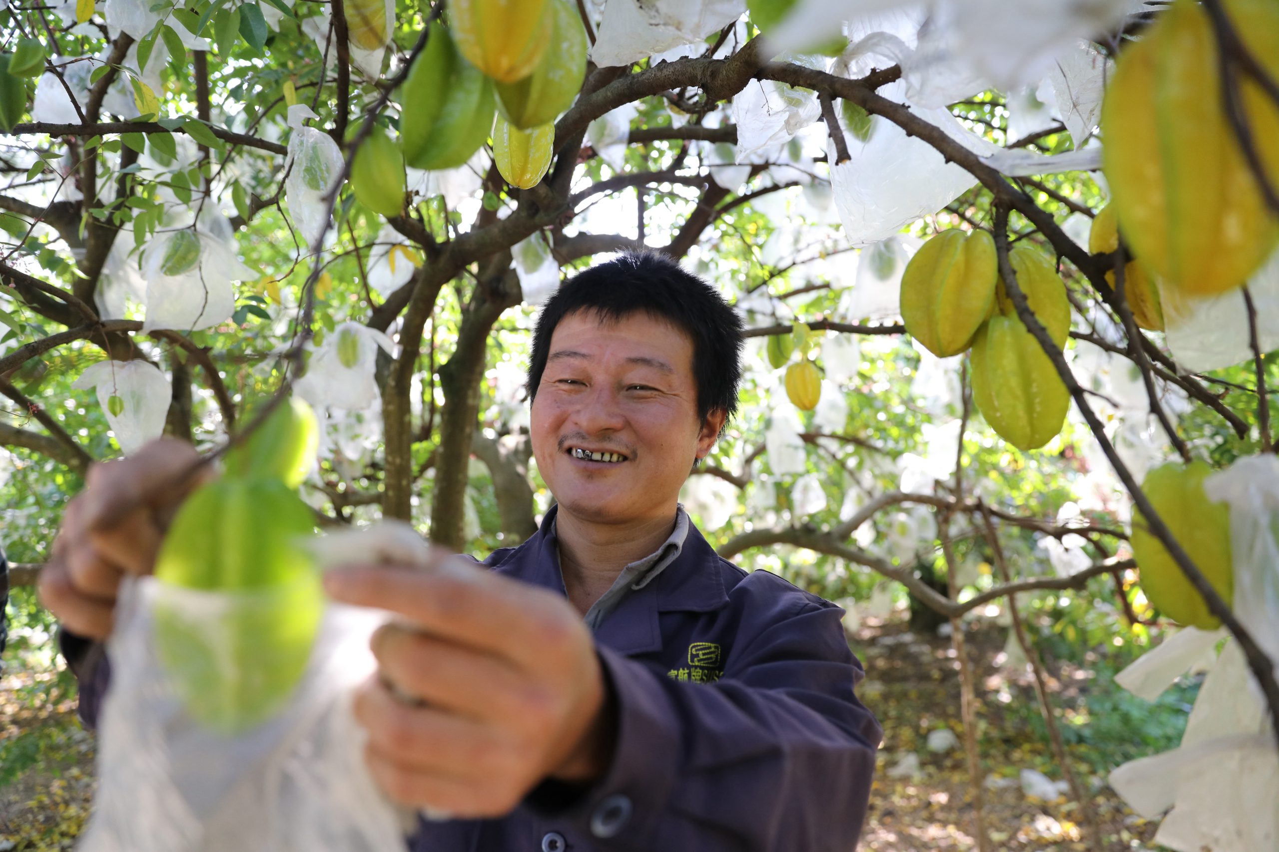 Cai Yiyong, a poor household in Xiahe Village, is bagging his own carambola.